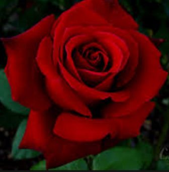 rosa